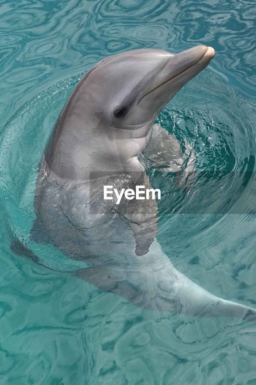 high angle view of swimming in sea