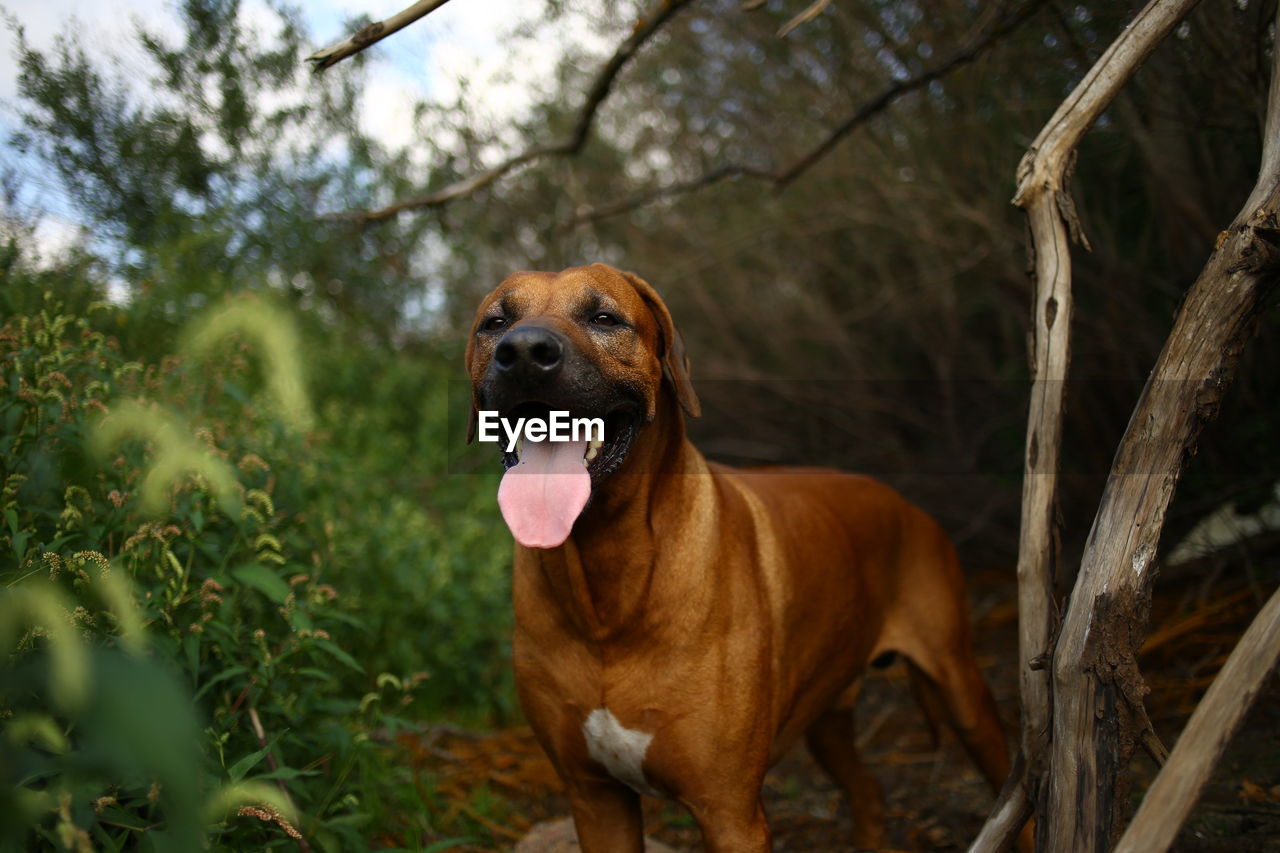 CLOSE-UP OF A DOG LOOKING AWAY ON LAND