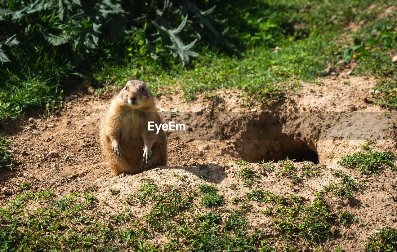 animal, animal themes, animal wildlife, mammal, wildlife, one animal, nature, no people, prairie dog, plant, zoo, land, sitting, sunlight, day, outdoors, primate, looking, rodent, tree, monkey