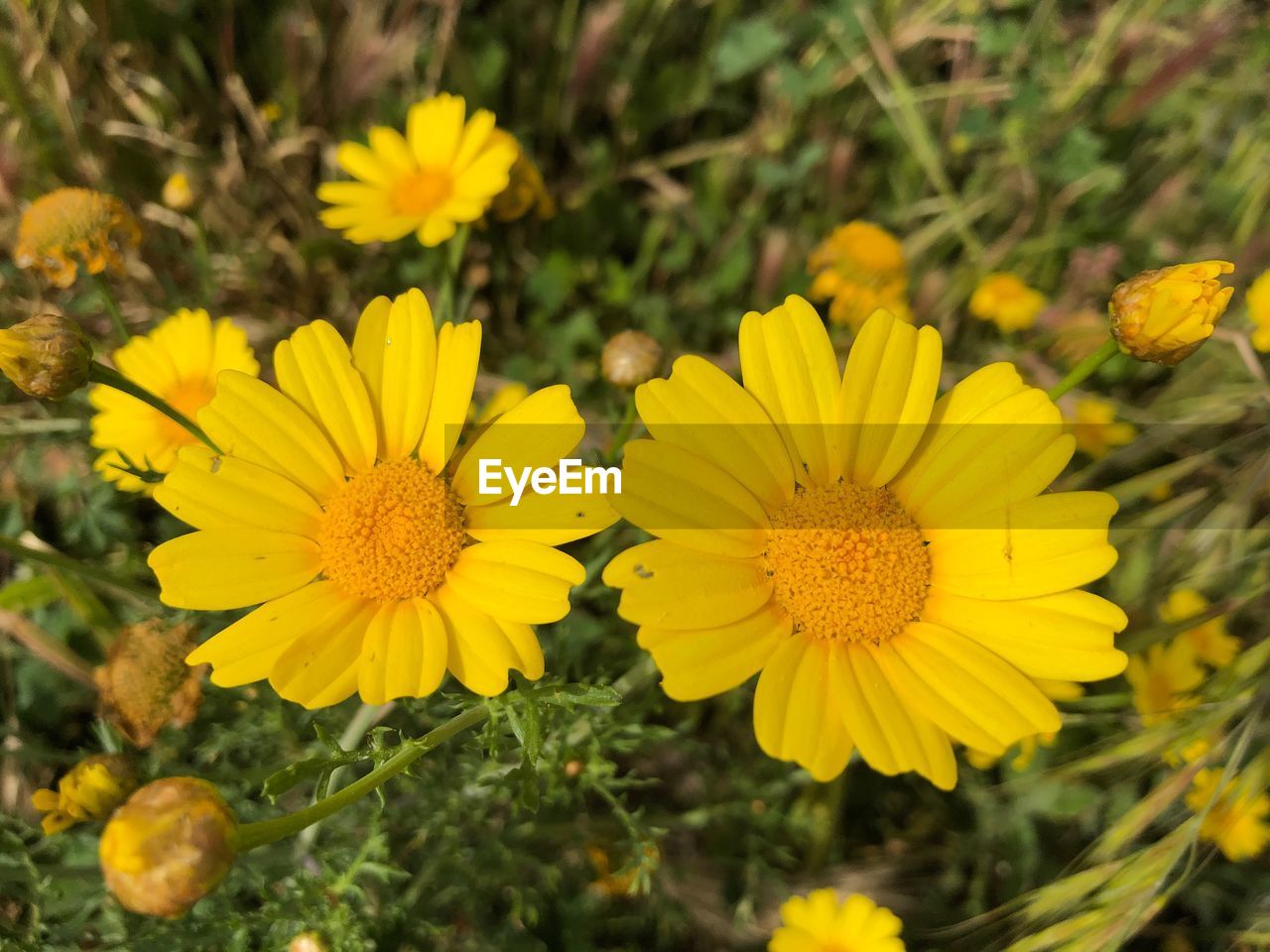 Close-up of yellow flowering plant