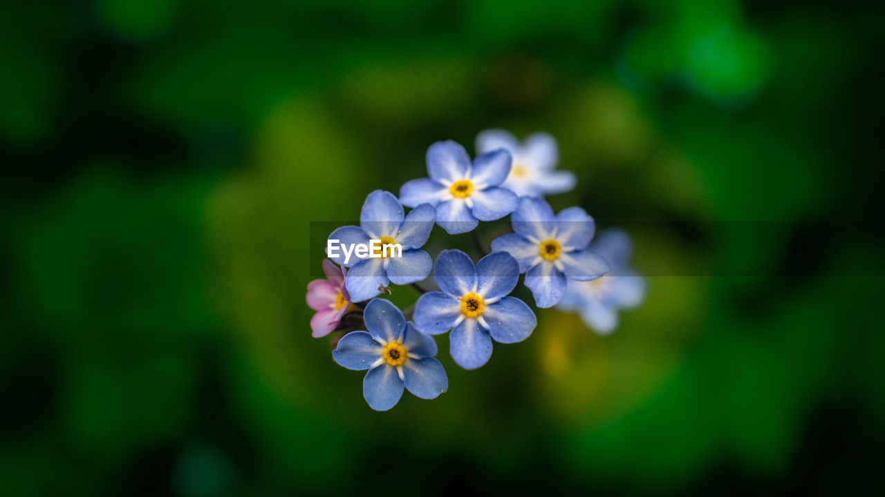 Close-up of purple flowering plant