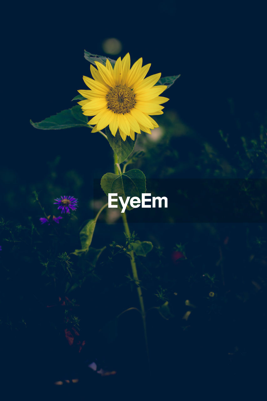 CLOSE-UP OF YELLOW FLOWER BLOOMING