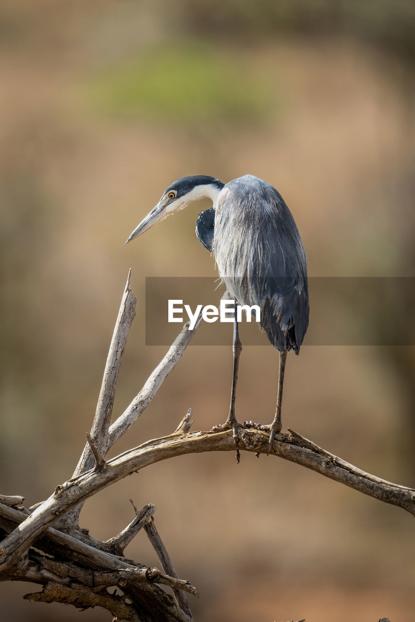 bird, animal themes, animal wildlife, animal, wildlife, one animal, beak, nature, close-up, perching, branch, focus on foreground, tree, heron, no people, full length, plant, outdoors, wing, day, side view, beauty in nature