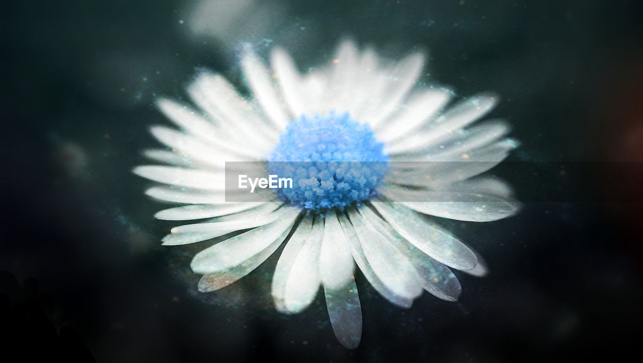 Close-up of white flower