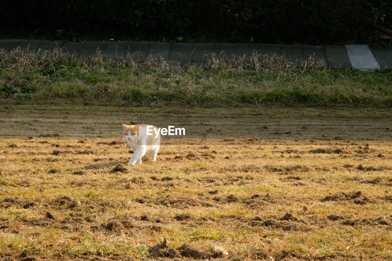 Cat walking on field