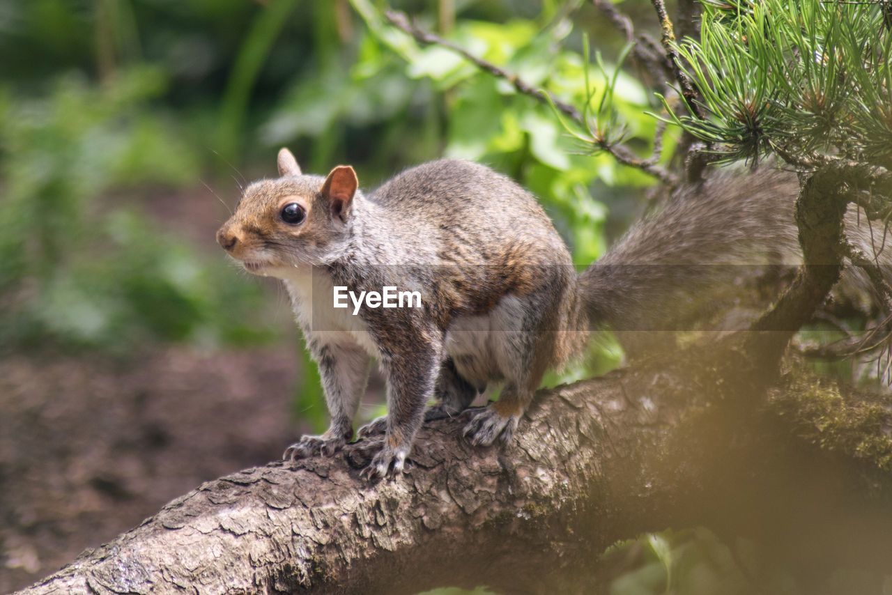 Close-up of squirrel on tree