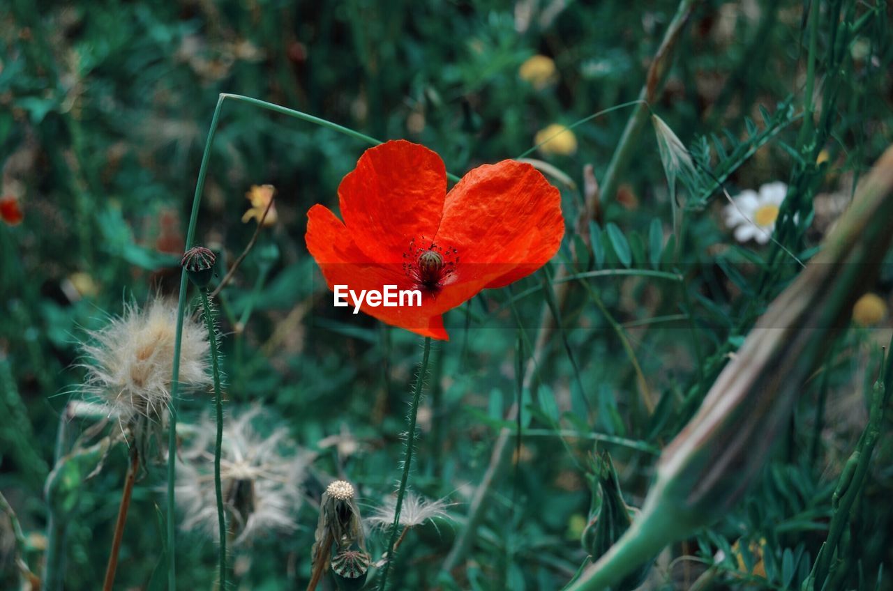 Close-up of red poppy flower on field