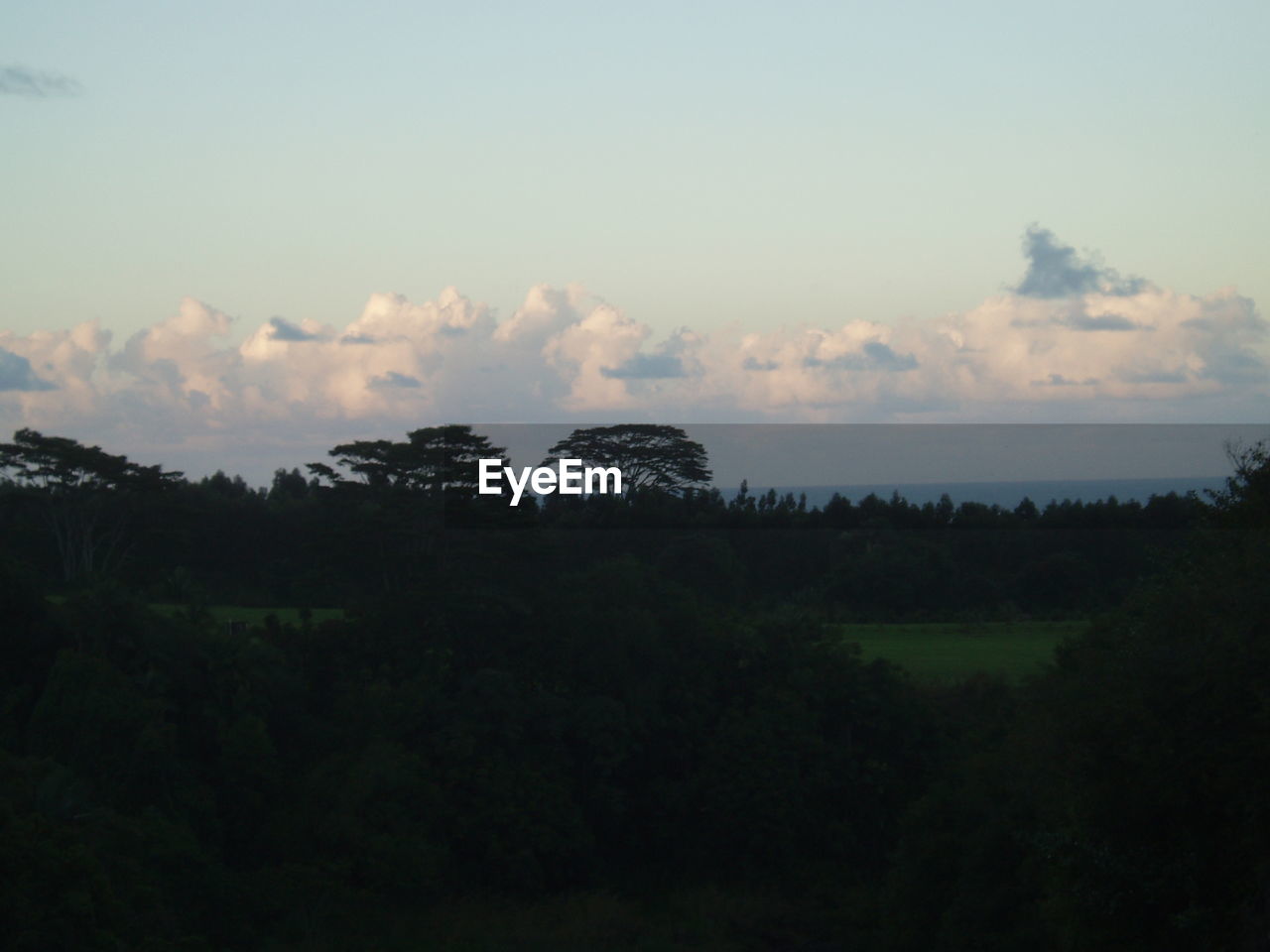 SCENIC VIEW OF FOREST AGAINST SKY