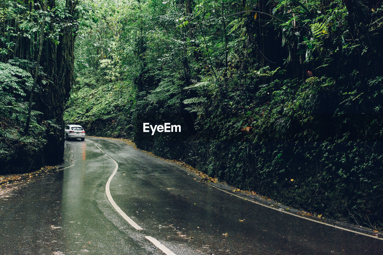 Car on road passing through forest