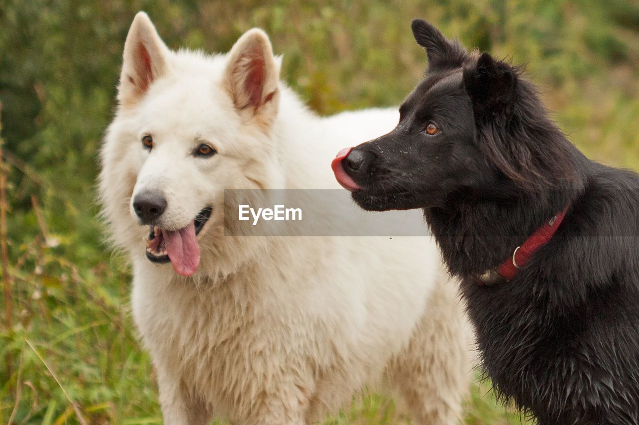 CLOSE-UP OF DOG ON FIELD