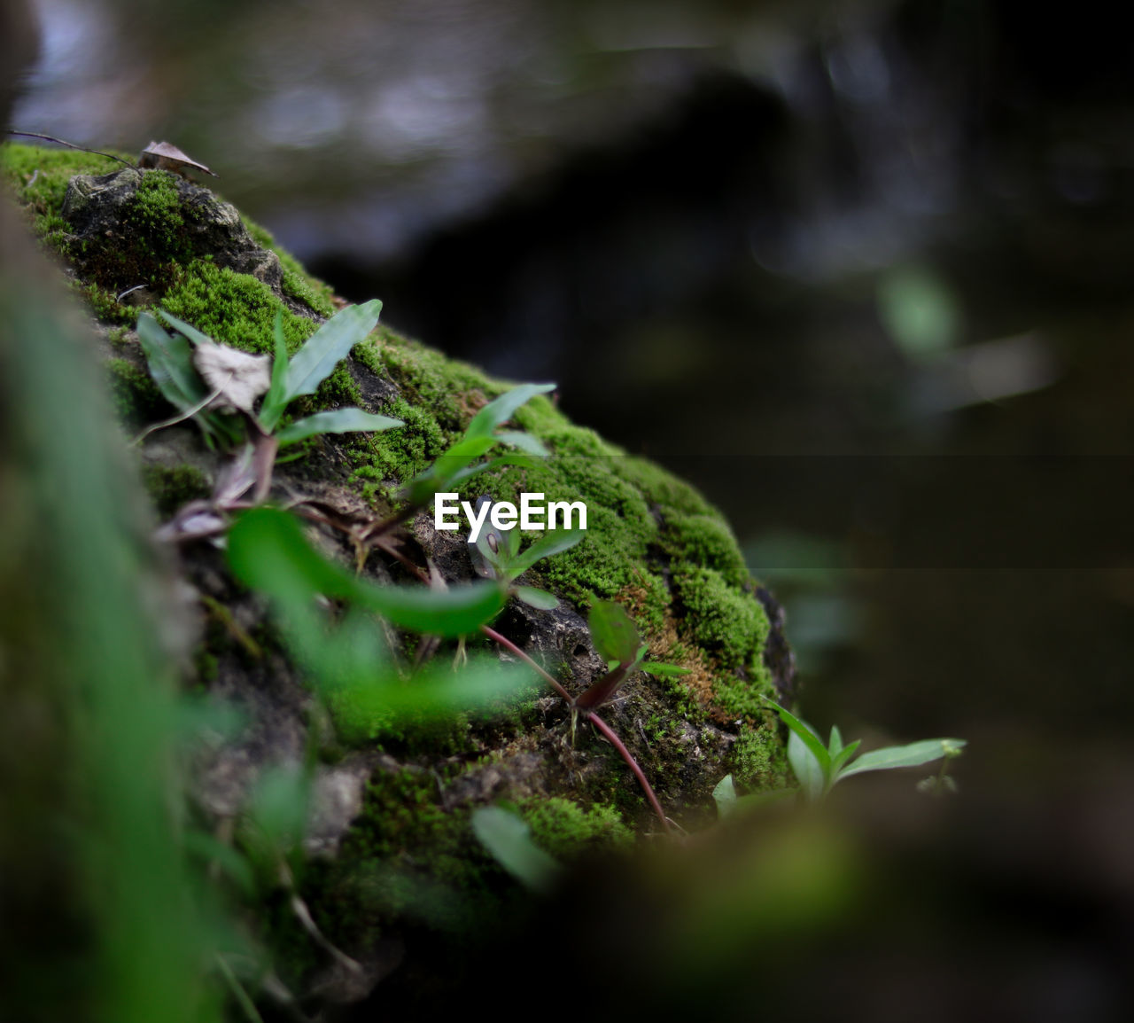 Close-up of moss growing on tree trunk