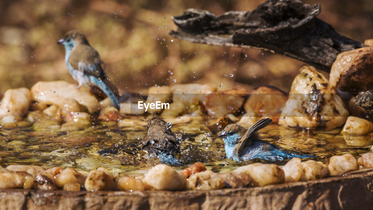 CLOSE-UP OF DUCKS IN WATER