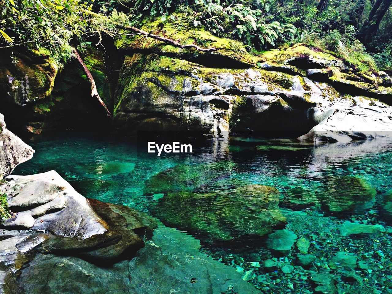 CLOSE-UP OF SWIMMING IN WATER