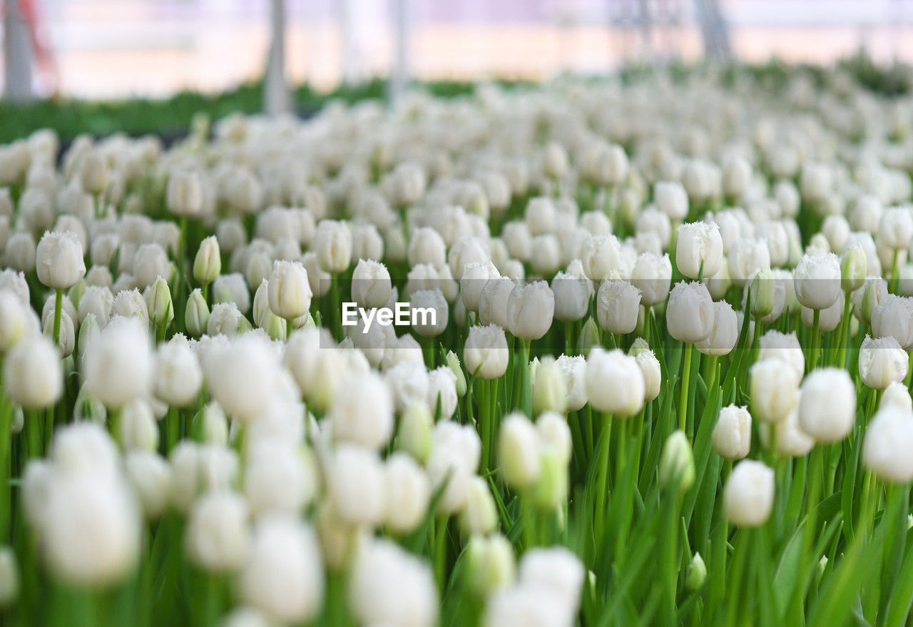 plant, flower, flowering plant, freshness, beauty in nature, selective focus, nature, growth, field, tulip, green, springtime, no people, land, white, landscape, close-up, agriculture, fragility, abundance, environment, rural scene, outdoors, grass, day, flowerbed, botany
