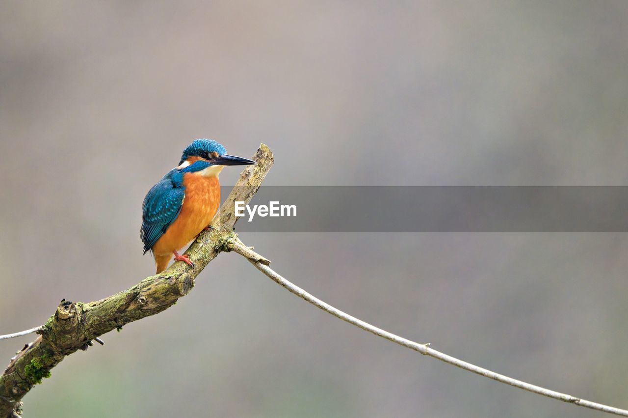 animal themes, animal wildlife, animal, bird, wildlife, one animal, perching, tree, branch, close-up, nature, beauty in nature, beak, no people, focus on foreground, multi colored, plant, outdoors, environment, full length, bee eater, kingfisher, wilderness, macro photography, songbird, animal body part, day, forest, tourism, tropical bird, wildlife reserve