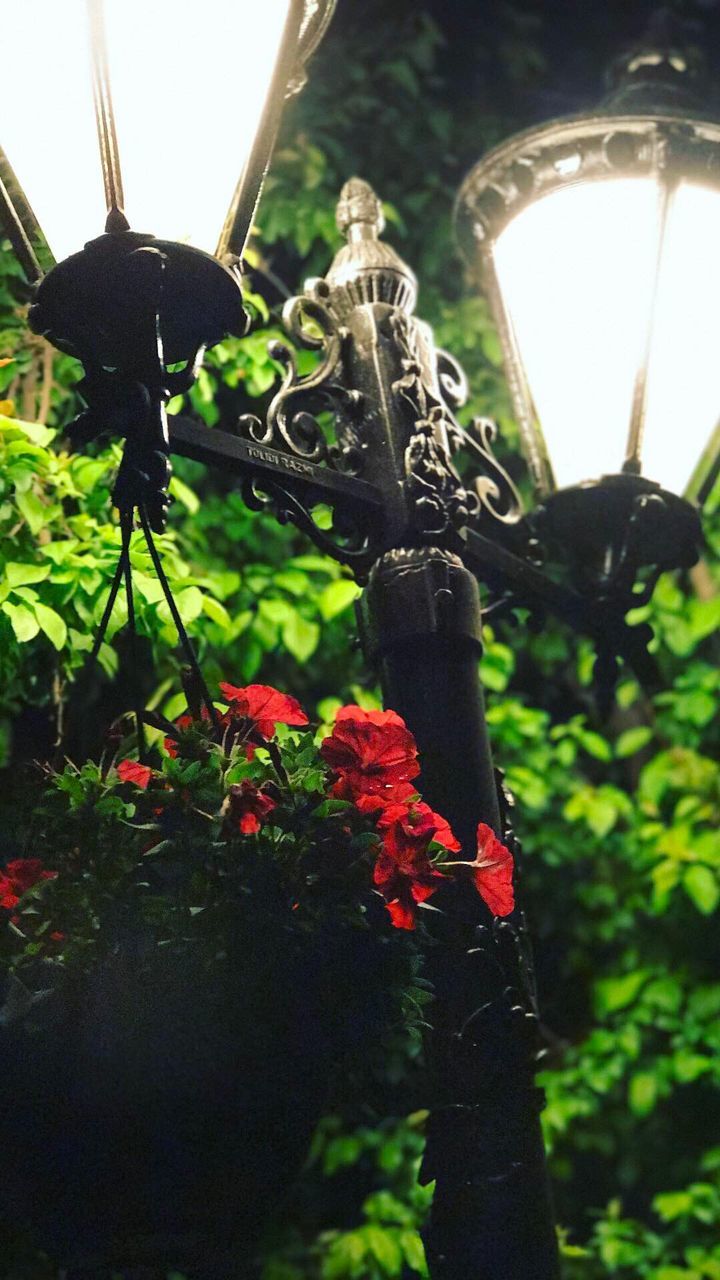 LOW ANGLE VIEW OF PLANTS AGAINST TREES