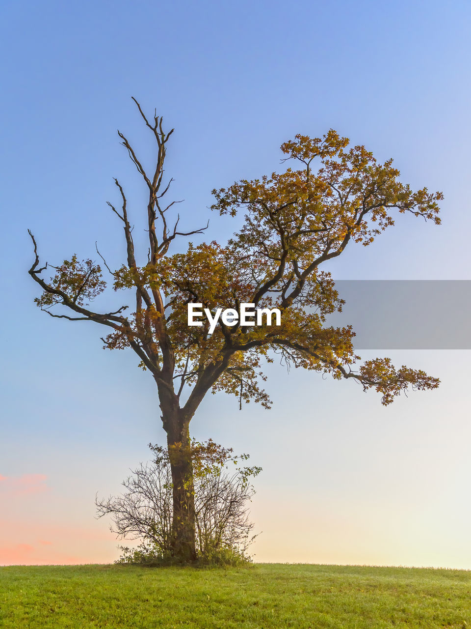 Tree on landscape against clear sky