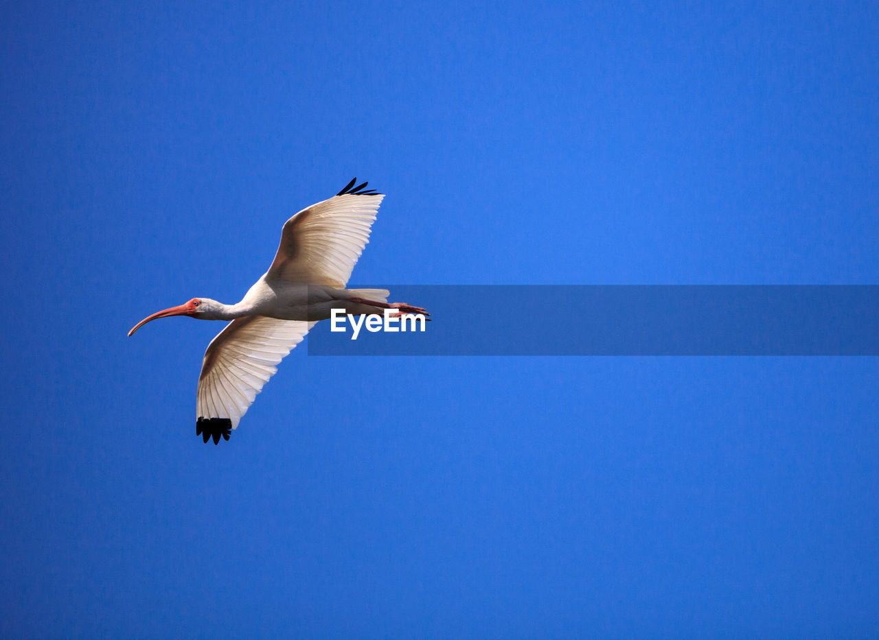 Flying american ibis against a blue sky.