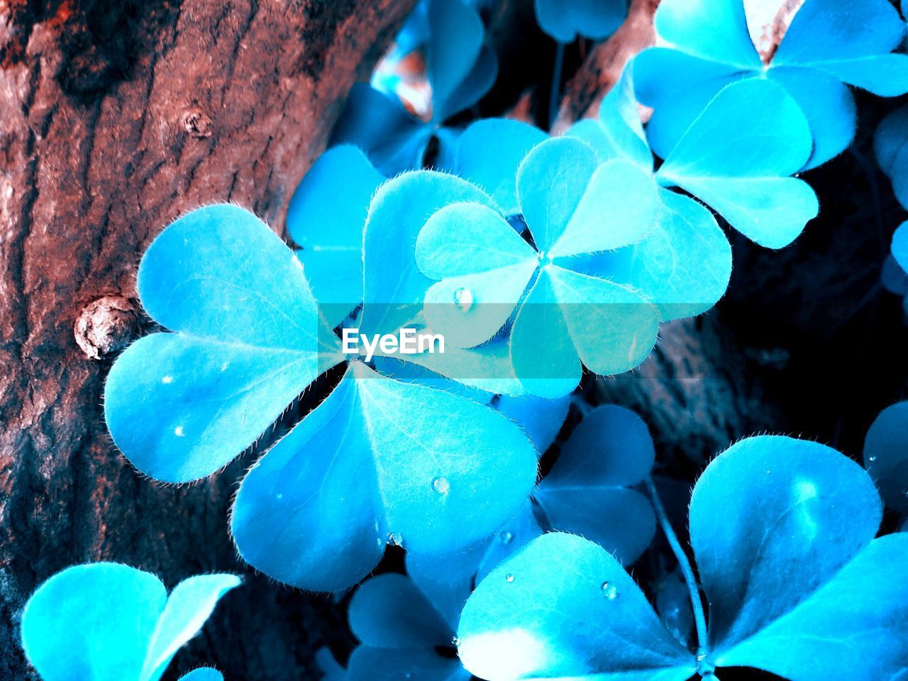 CLOSE-UP OF PLANT AGAINST BLUE SKY