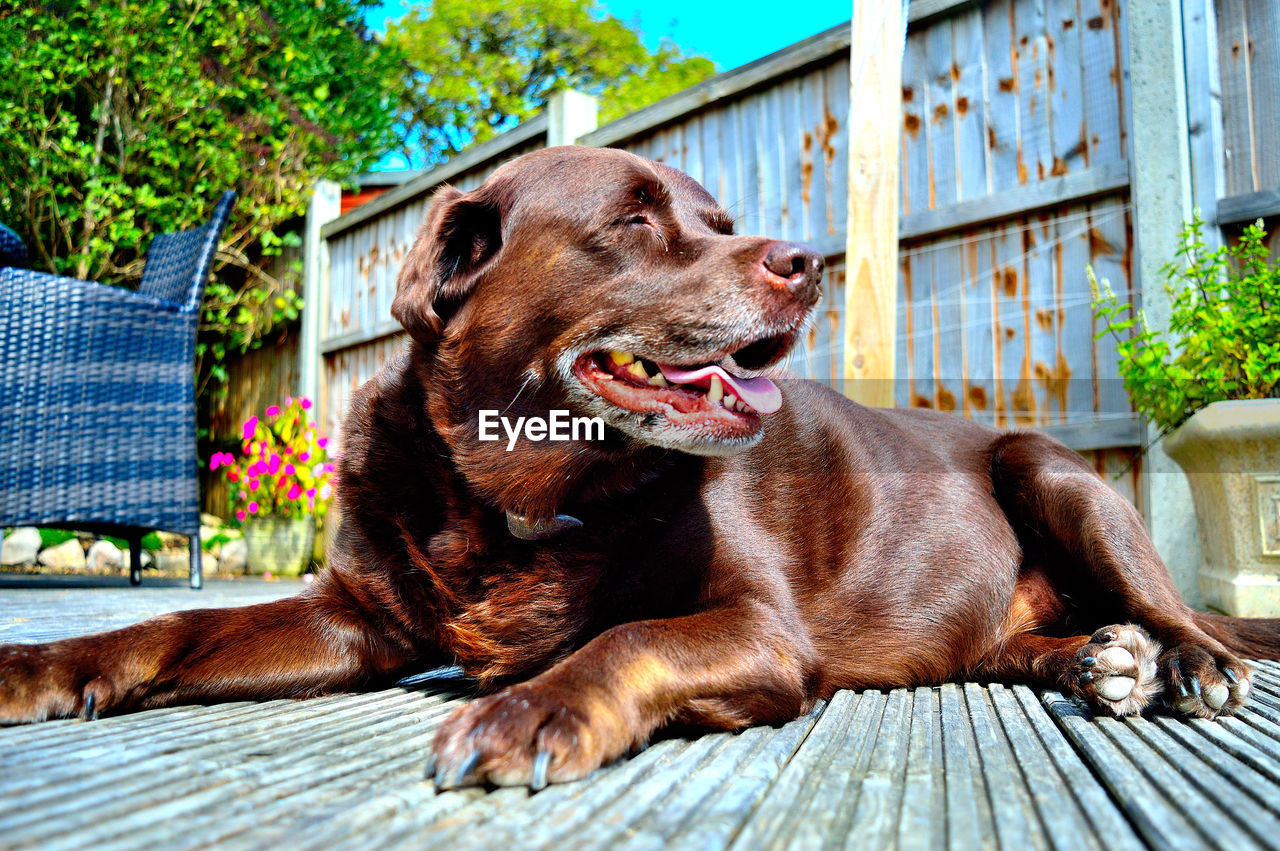 CLOSE-UP OF DOG SITTING ON SOFA