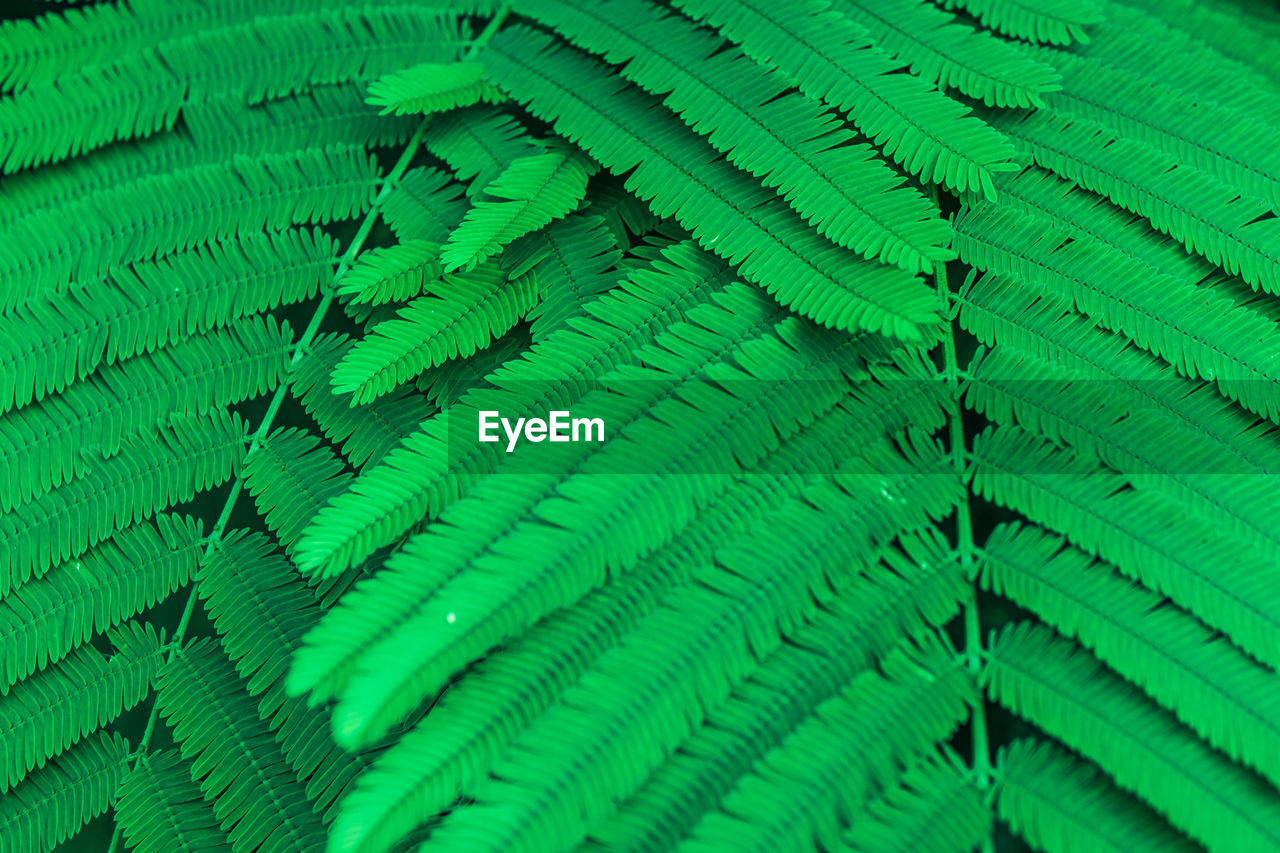 DETAIL SHOT OF GREEN LEAVES