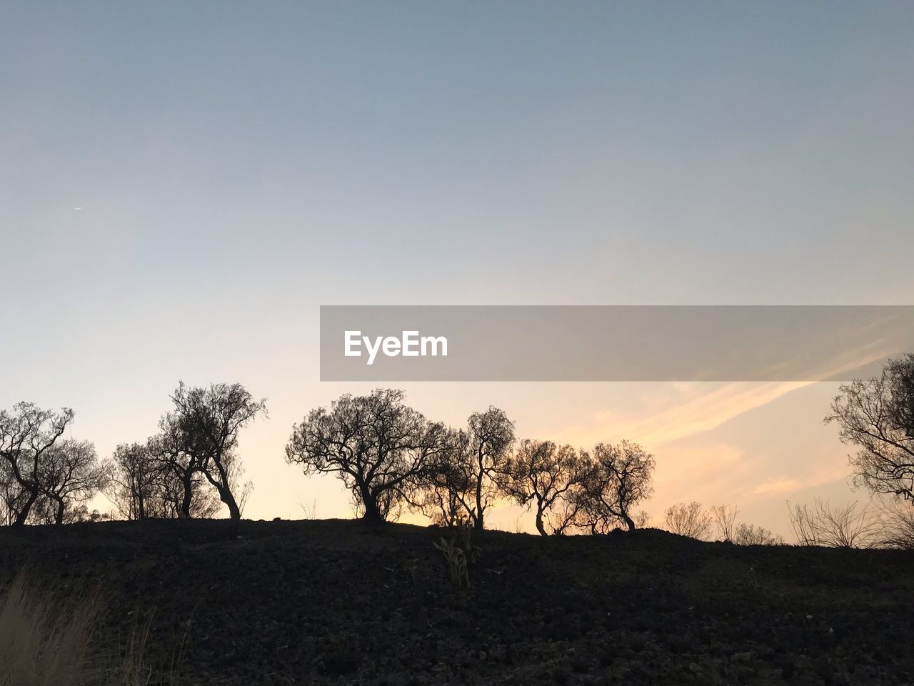 SILHOUETTE TREES ON FIELD AGAINST CLEAR SKY