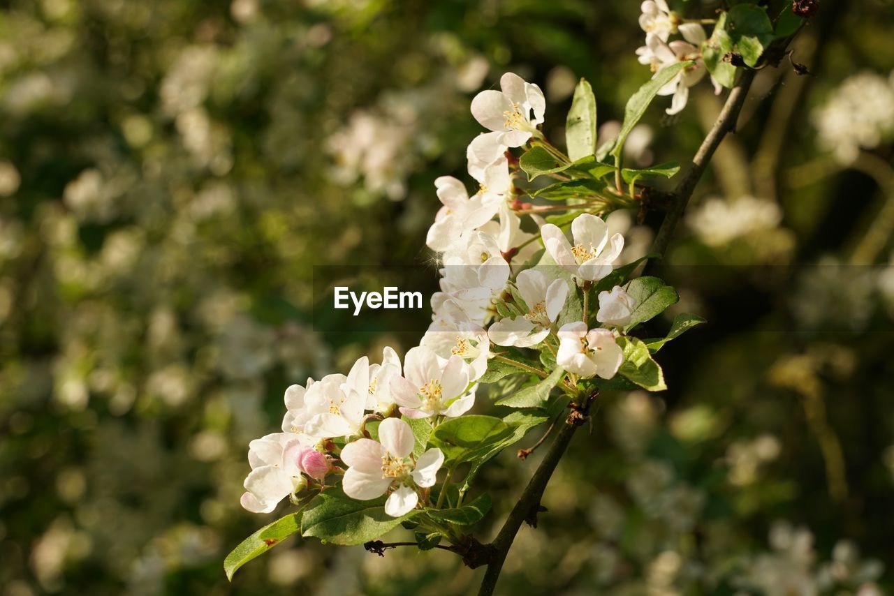CLOSE-UP OF WHITE CHERRY BLOSSOMS AGAINST TREE