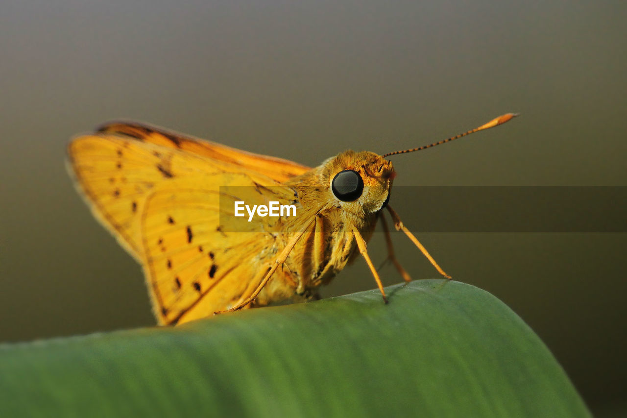 CLOSE-UP OF GRASSHOPPER