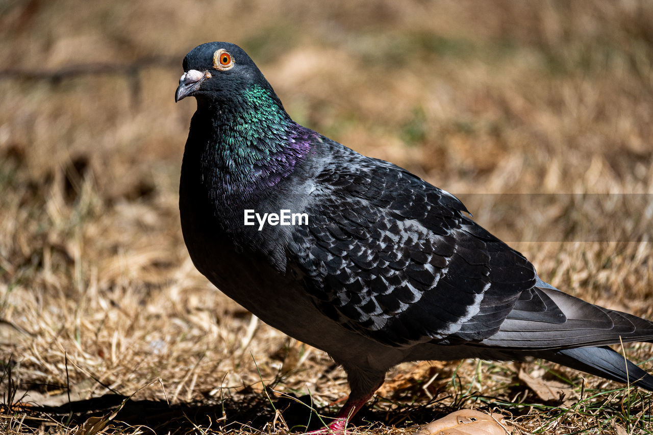 Close-up of bird on field