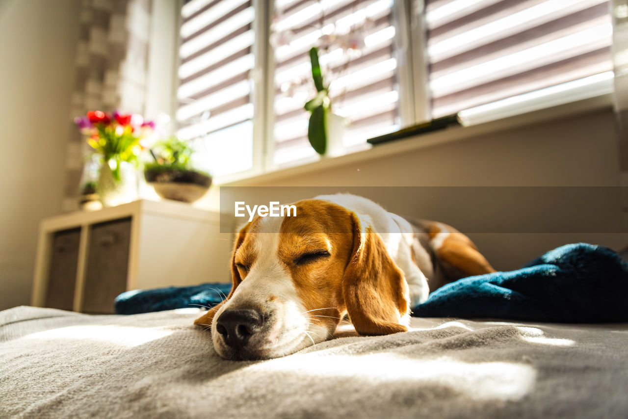 Beagle dog tired sleeps on a couch in bright room. sun lights through window. dog resting