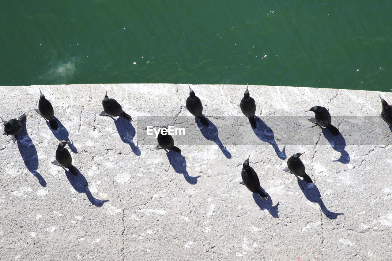 High angle view of birds