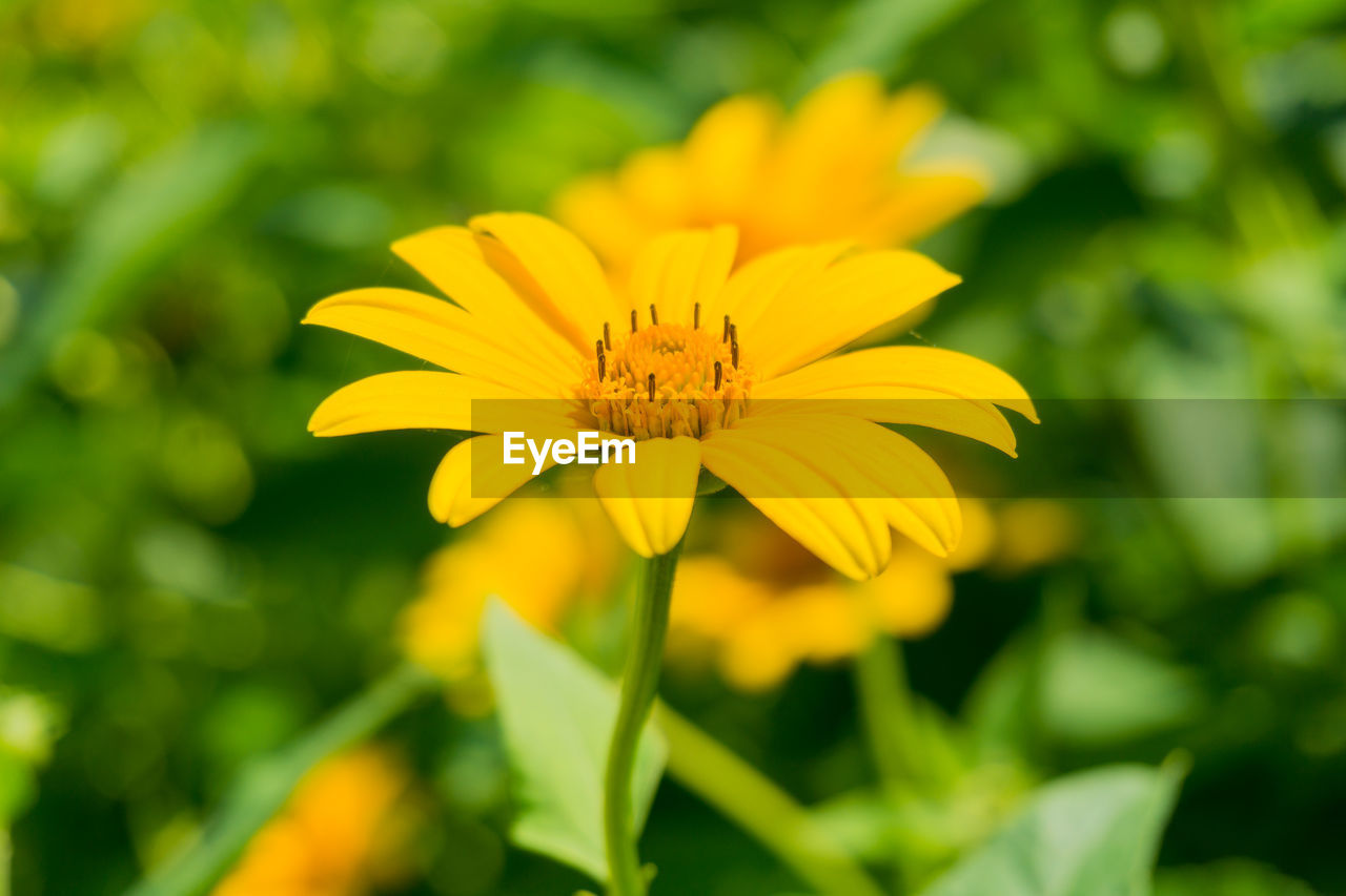 Close-up of yellow flower blooming outdoors