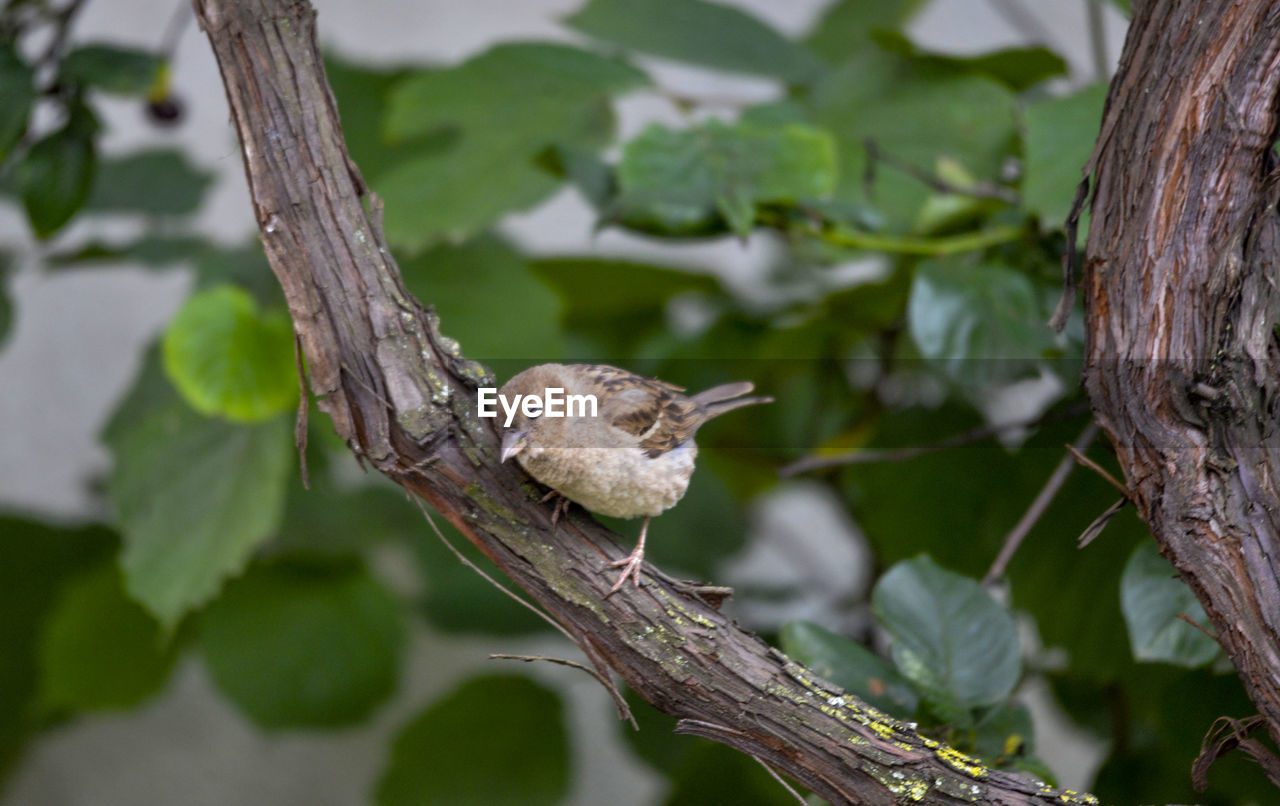 CLOSE-UP OF BIRD PERCHING ON A TREE