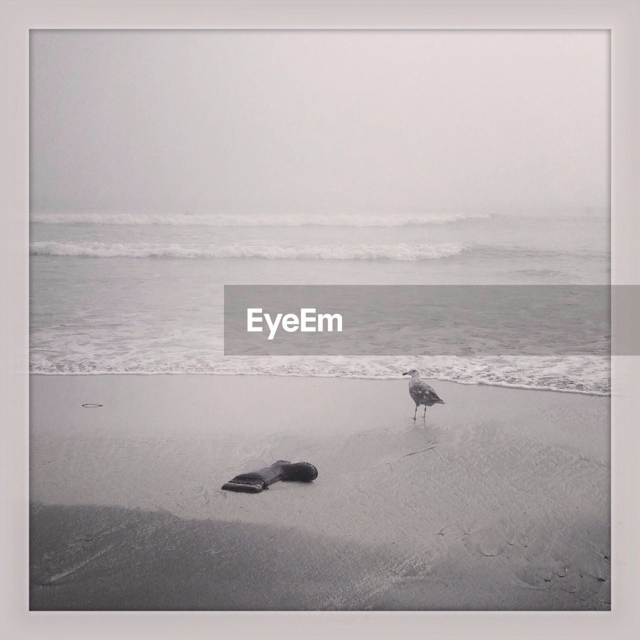 A lone gull stands on an empty beach