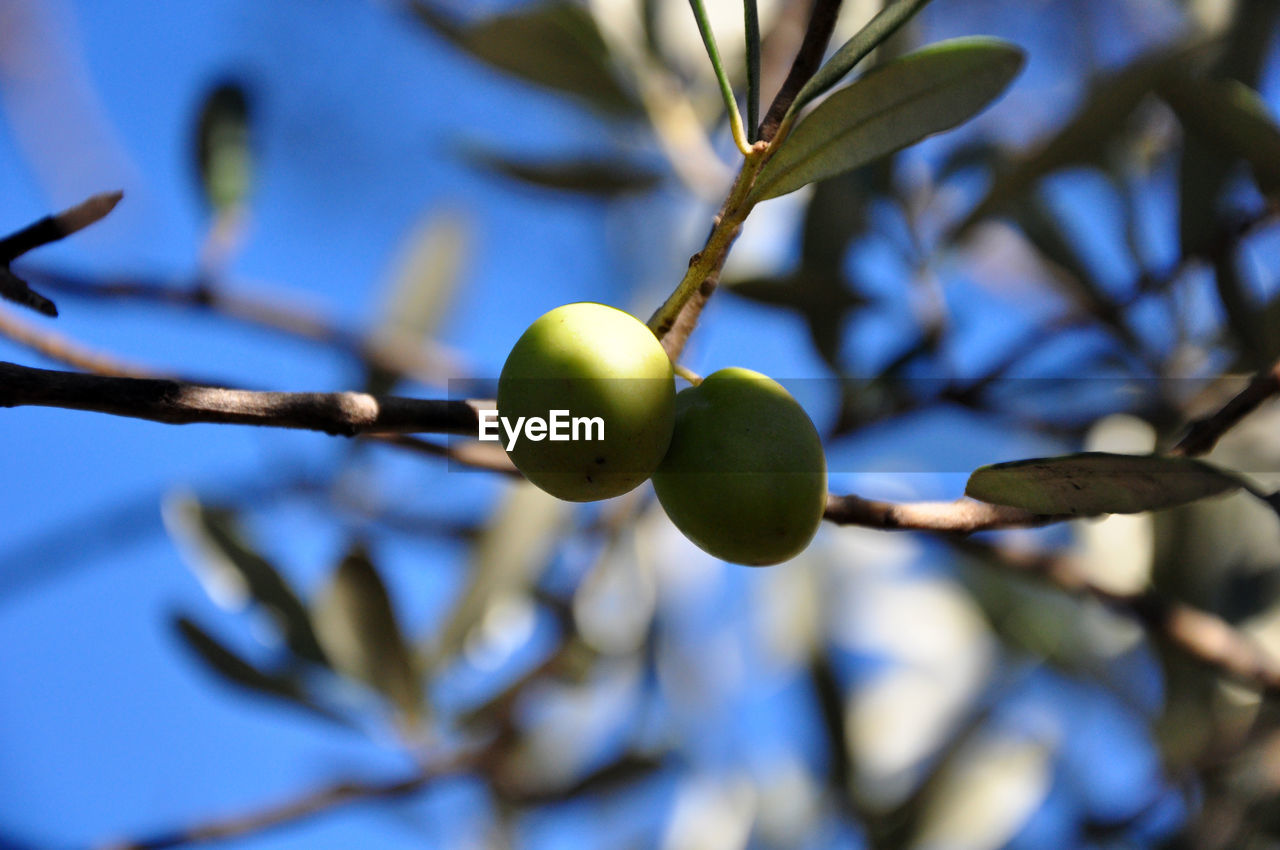 Two green olives on a tree in autumn / harvest time