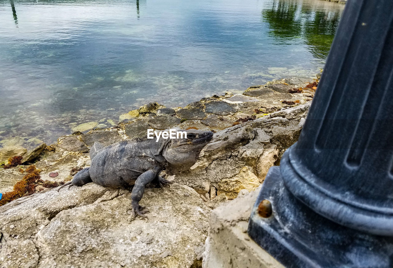 High angle view of iguana by lake
