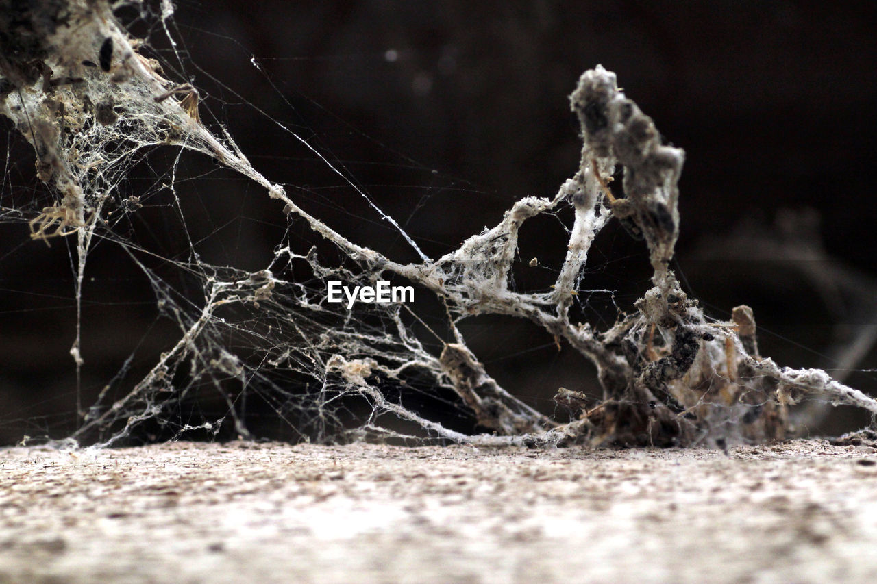 Dried plant with spider webs on field