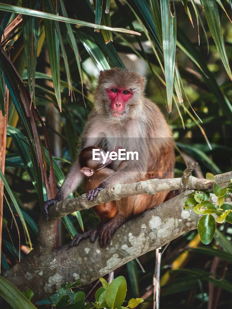 Monkeys sitting on tree in forest