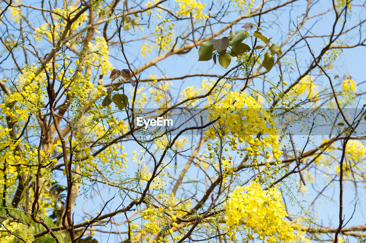 LOW ANGLE VIEW OF YELLOW FLOWERS AGAINST SKY