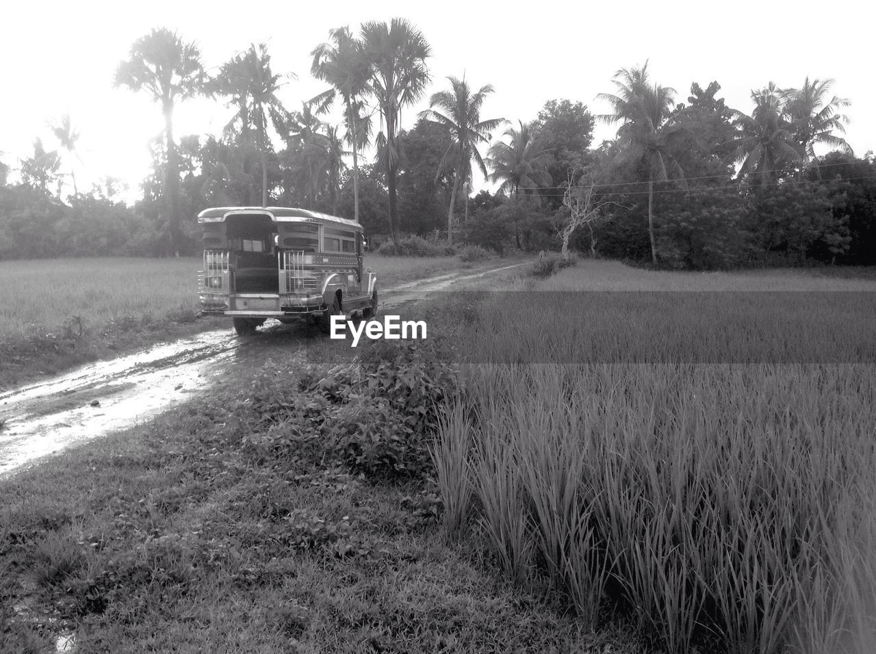 Vehicle on dirt road amidst farms