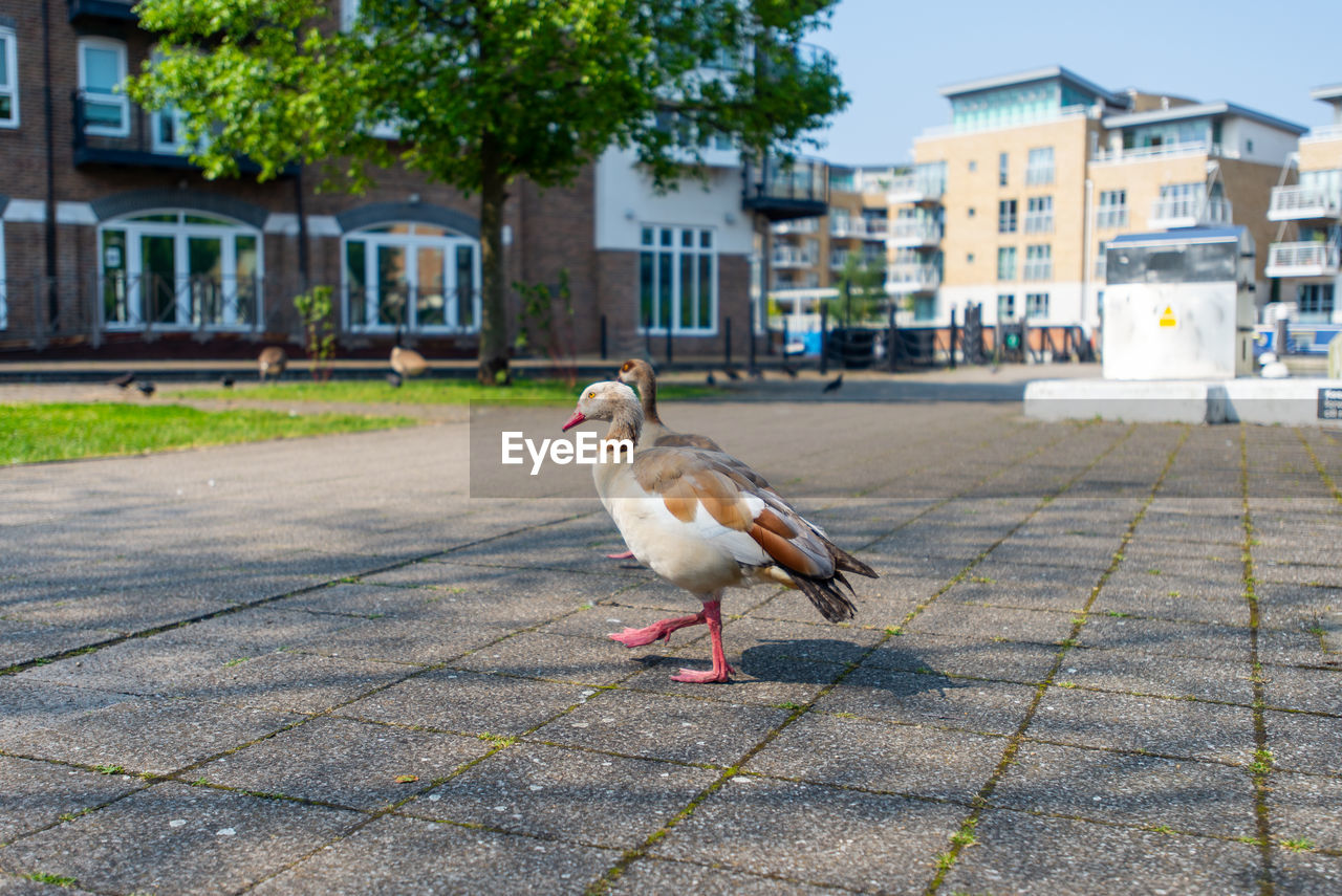 Bird on footpath by street against buildings