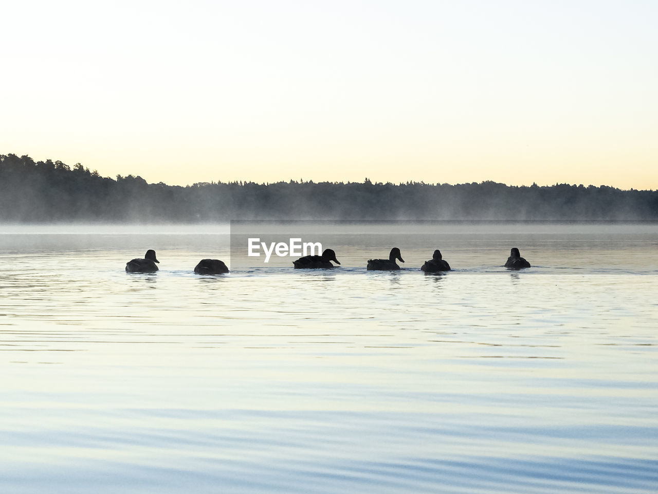 Side view of birds in calm lake