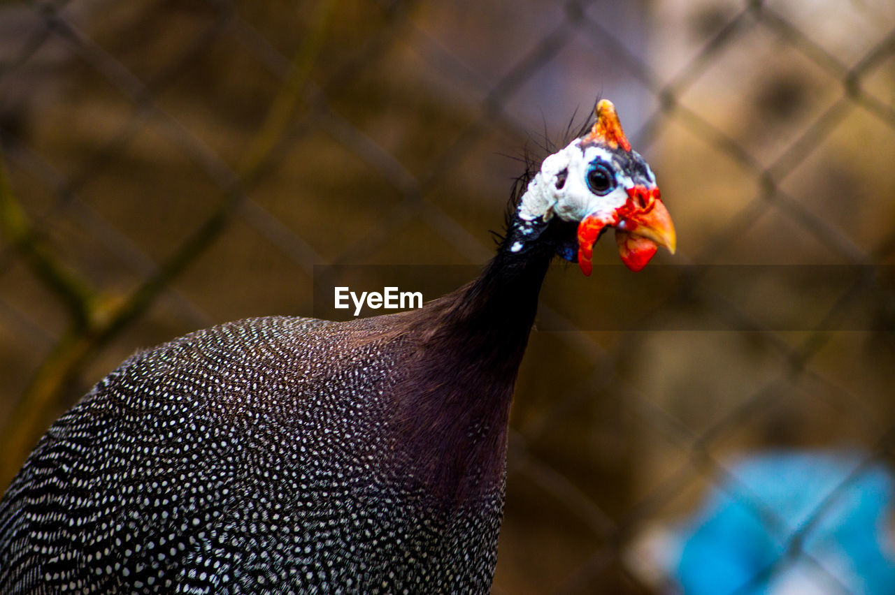 CLOSE-UP OF A ROOSTER