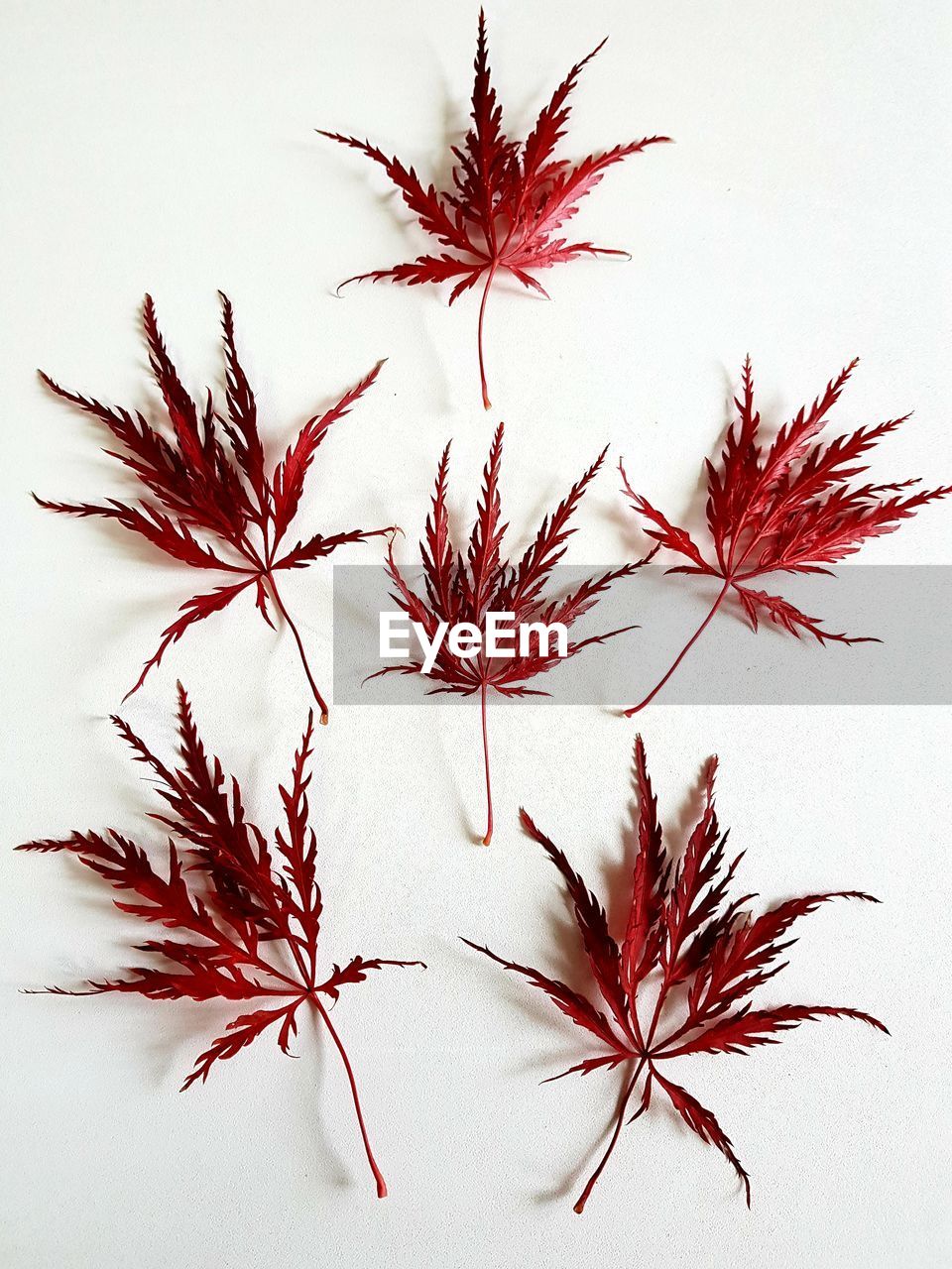 CLOSE-UP OF RED LEAVES ON WHITE BACKGROUND
