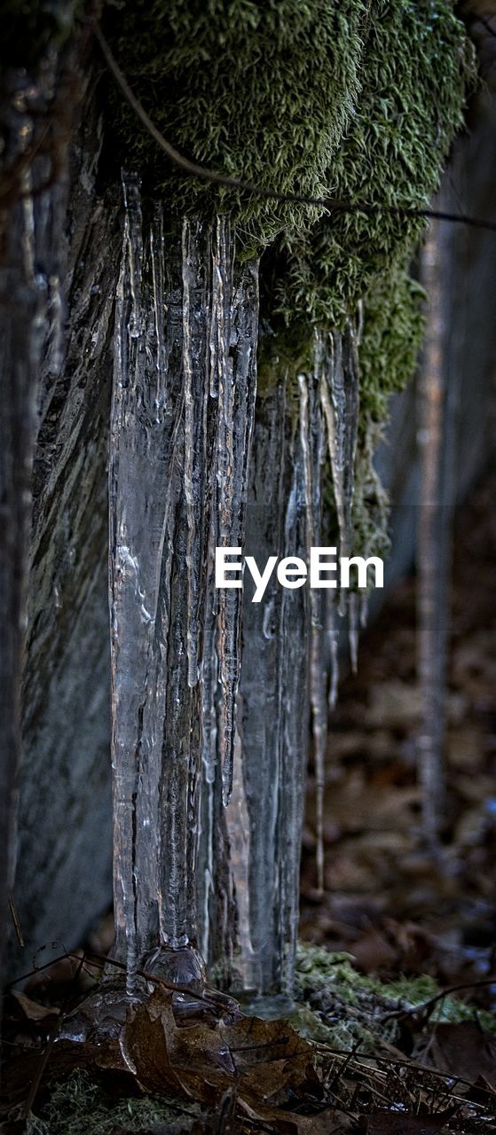 Close-up of tree trunk in forest