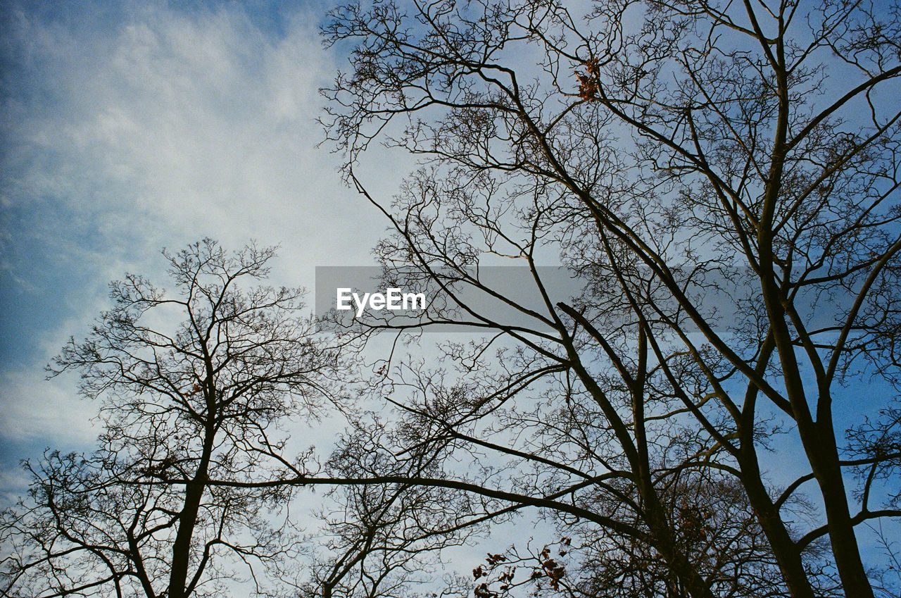 LOW ANGLE VIEW OF SILHOUETTE BARE TREES AGAINST SKY