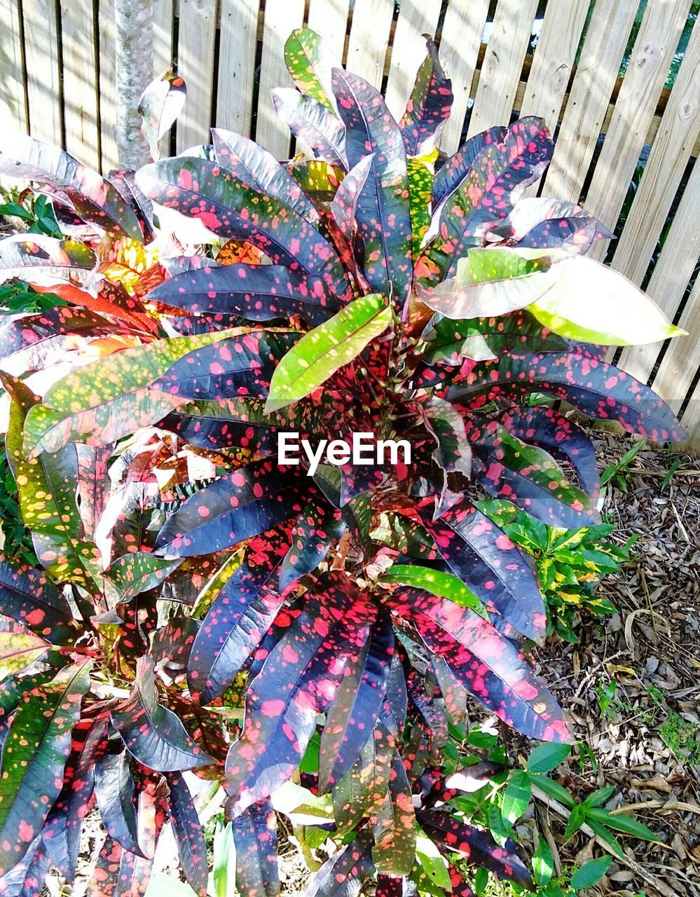 CLOSE-UP OF MULTI COLORED FLOWERS