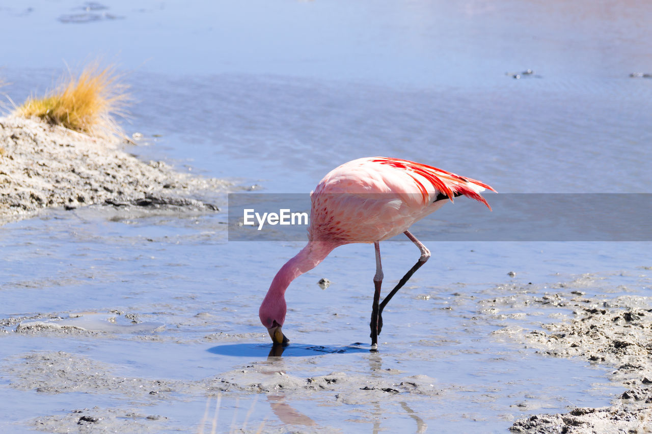 VIEW OF A BIRD ON BEACH