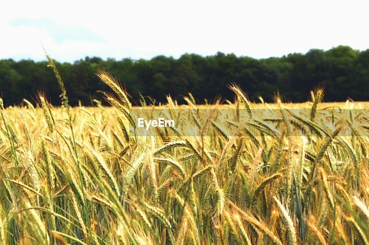 Close-up of wheat growing on field against sky