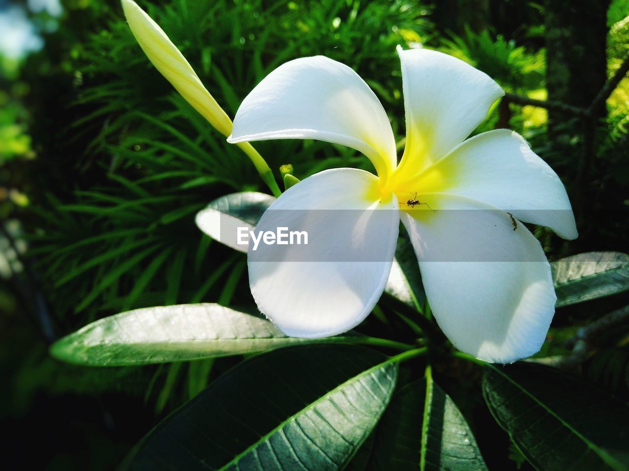 CLOSE-UP OF WHITE FLOWER